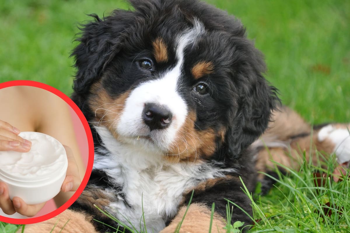 ¿Es seguro usar cremas para humanos en perros?