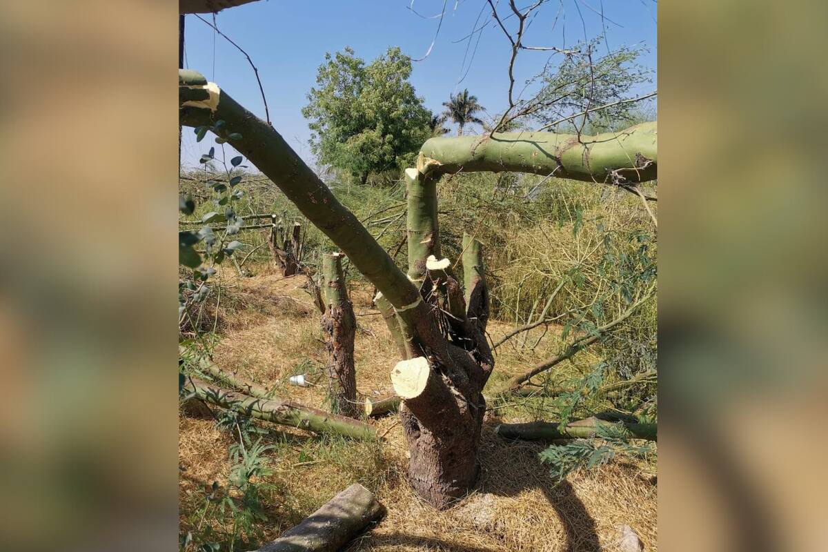 Denuncian tala de árboles en Ciudad Obregón