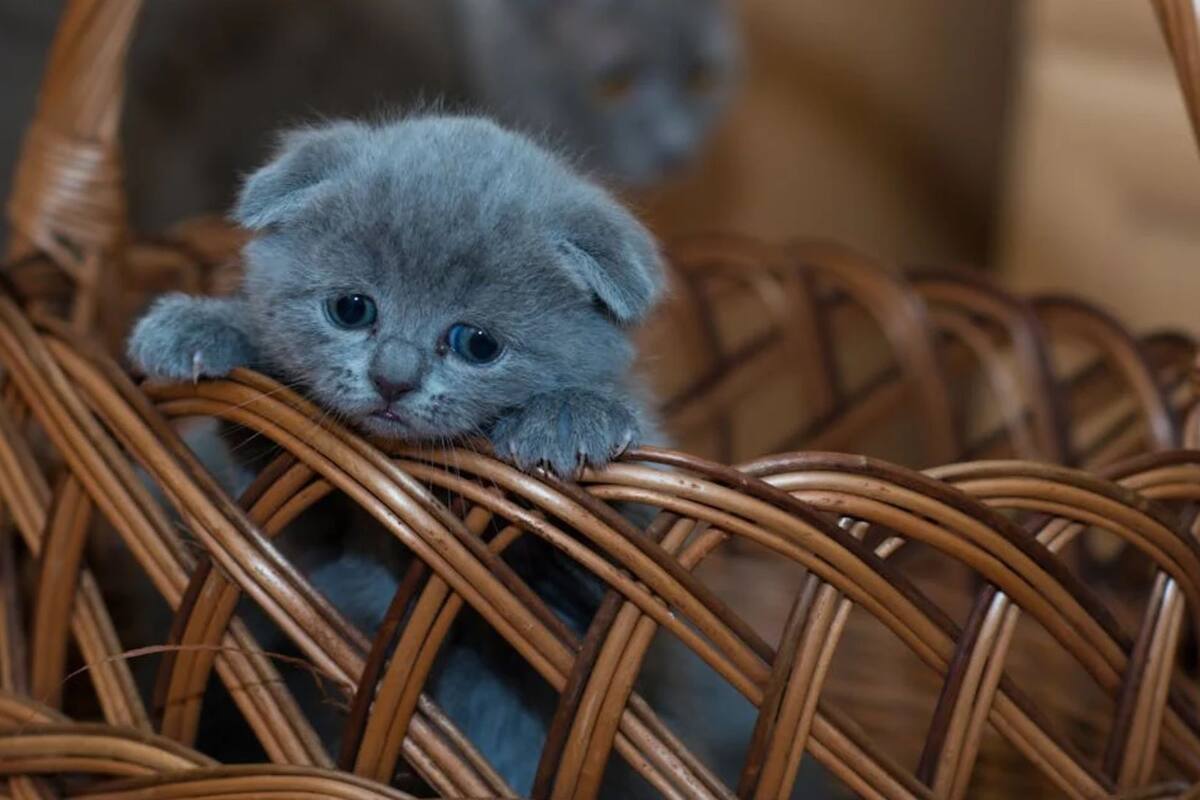 ¿Los gatos pueden morir de tristeza? Esto dice un especialista