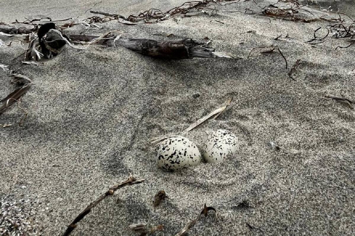 Nacen los primeros ejemplares de ave playera amenazada en San Quintín