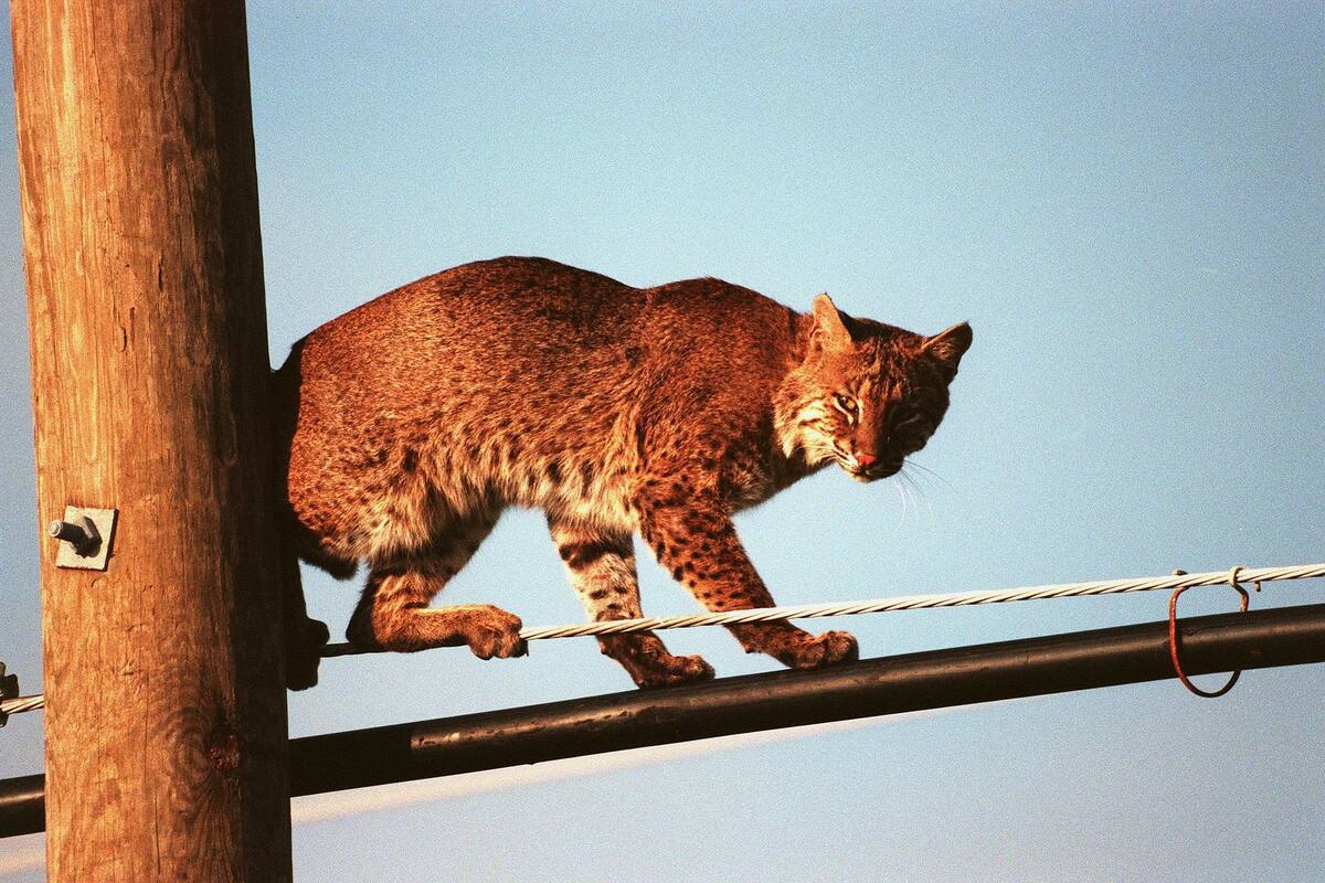 Hombre salva a su esposa del ataque de un lince rojo
