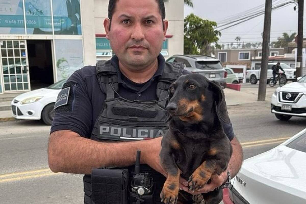 Policías rescatan a perrita extraviada en Ensenada