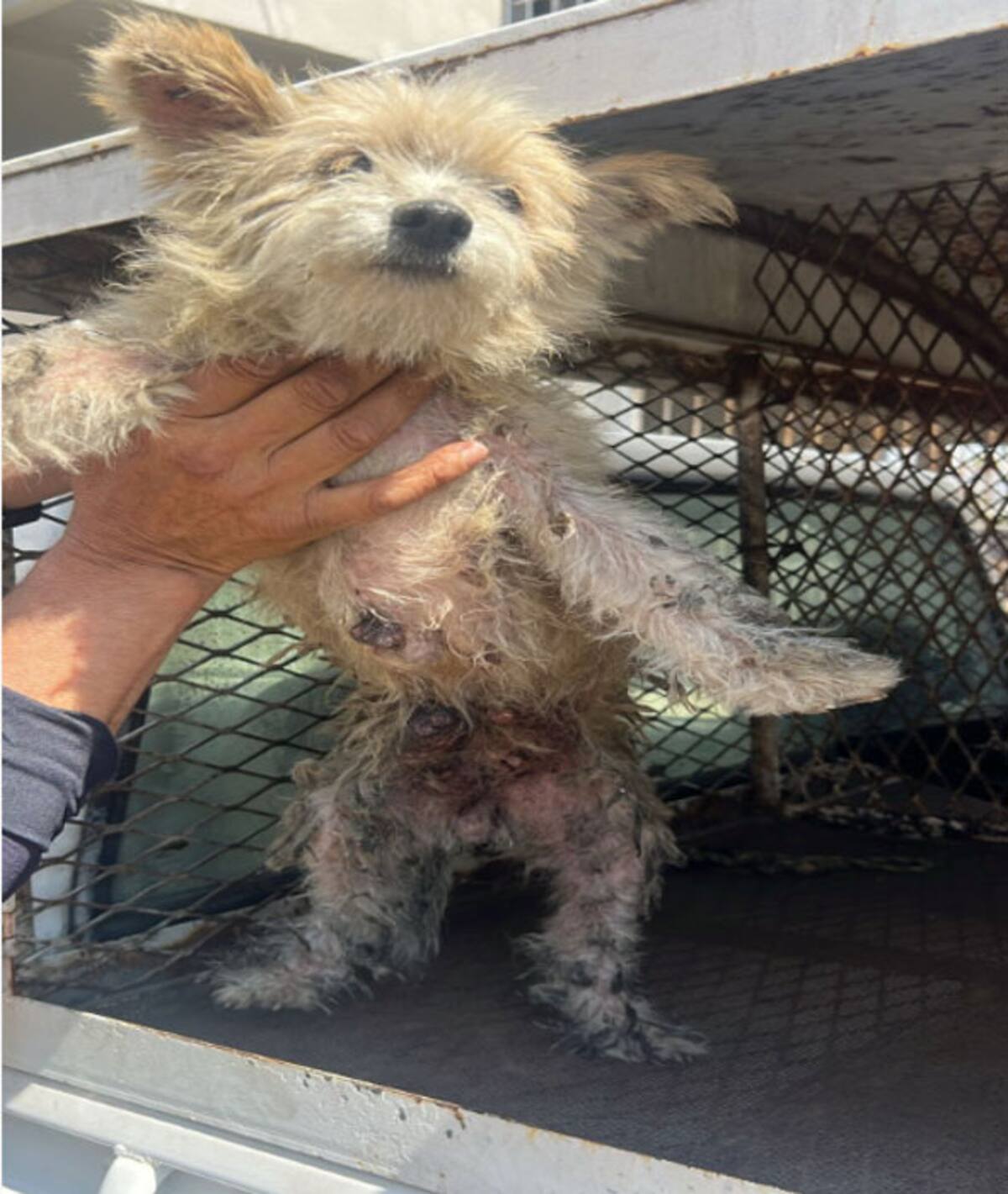 Uno de los perros, de raza mediana tenía el pelaje largo, se encontraba en evidente suciedad y con un tumor de gran tamaño.