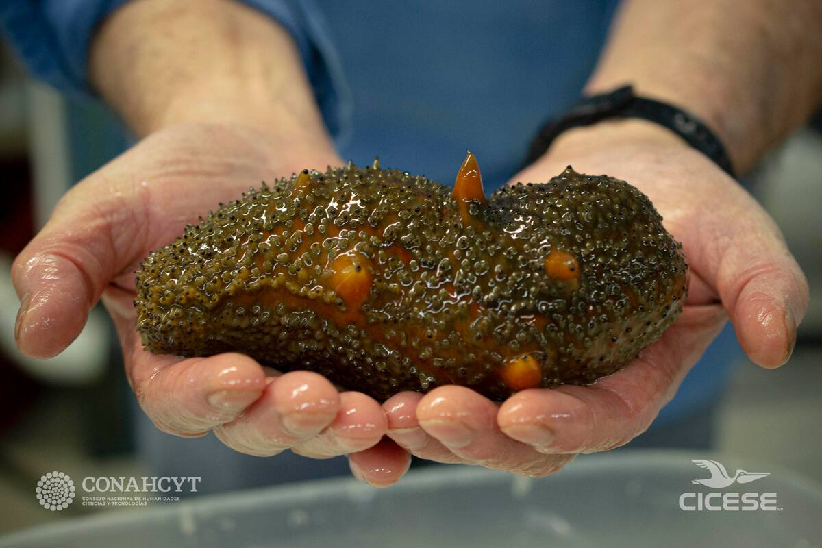 Cicese inicia proyecto de pepino de mar