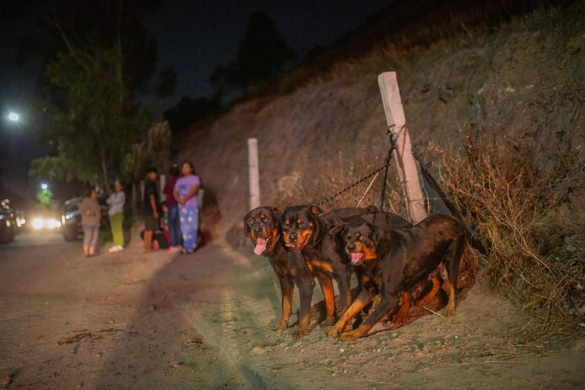 Rescataron conejos que se encontraban dentro del inmueble.
