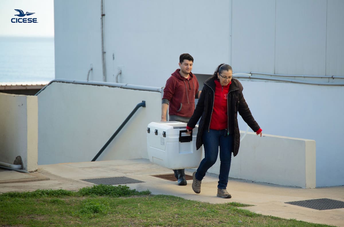 Dos técnicos del laboratorio colocaron las semillas en canastas que depositaron en dos grandes hieleras que después llenaron con el agua de mar filtrada y microalgas bentónicas, el alimento favorito de los abulones.
