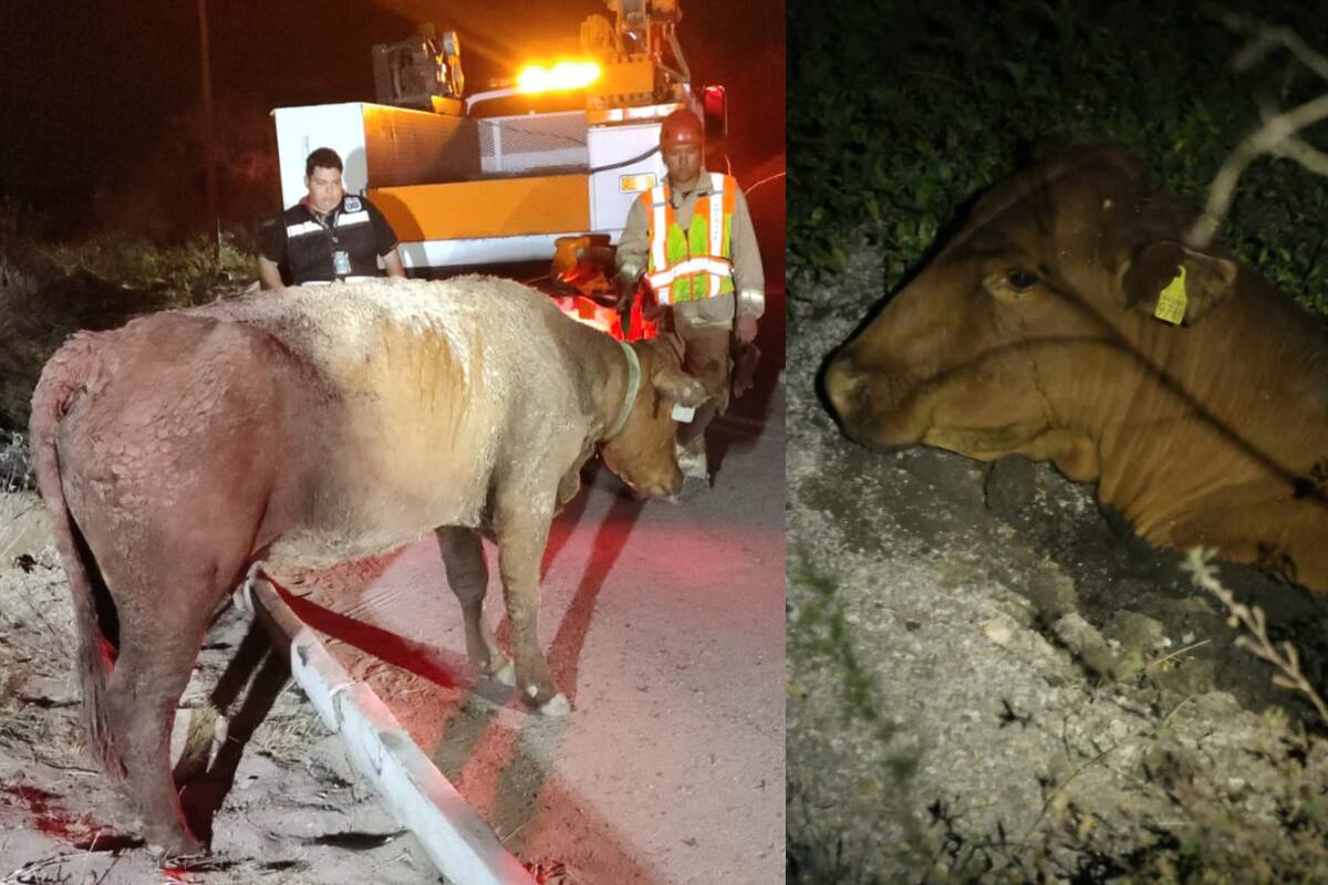 Bomberos de Hermosillo salvan a vaca atrapada en la laguna del Parque Metropolitano