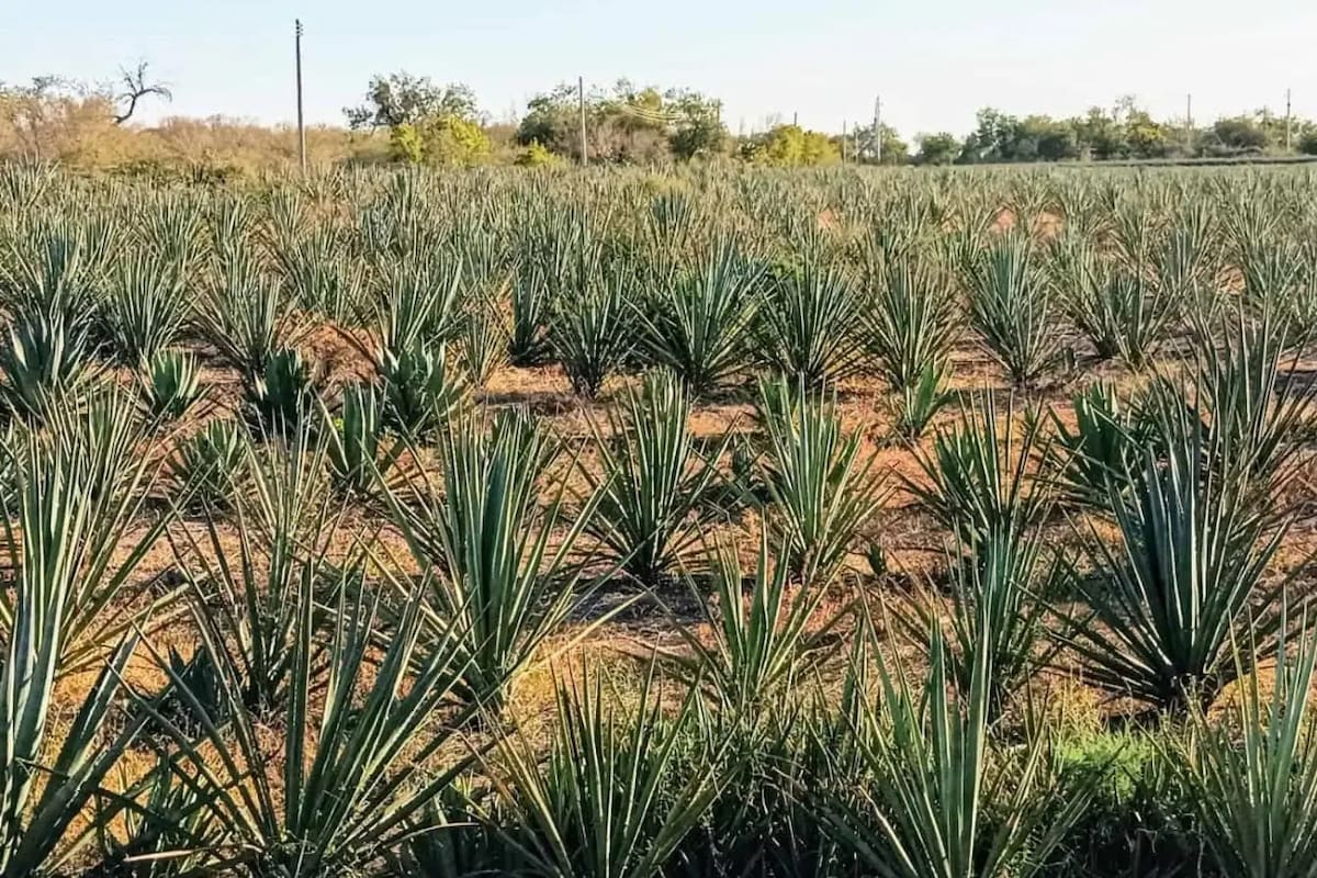 Van productores de bacanora por fortalecer industria