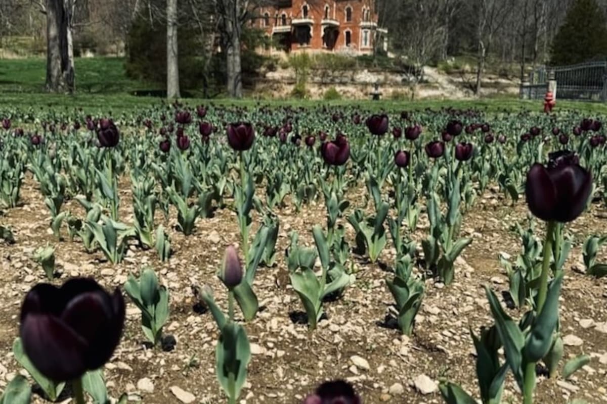 Tatuadora planta 10 mil tulipanes negros en su casa y acepta visitantes