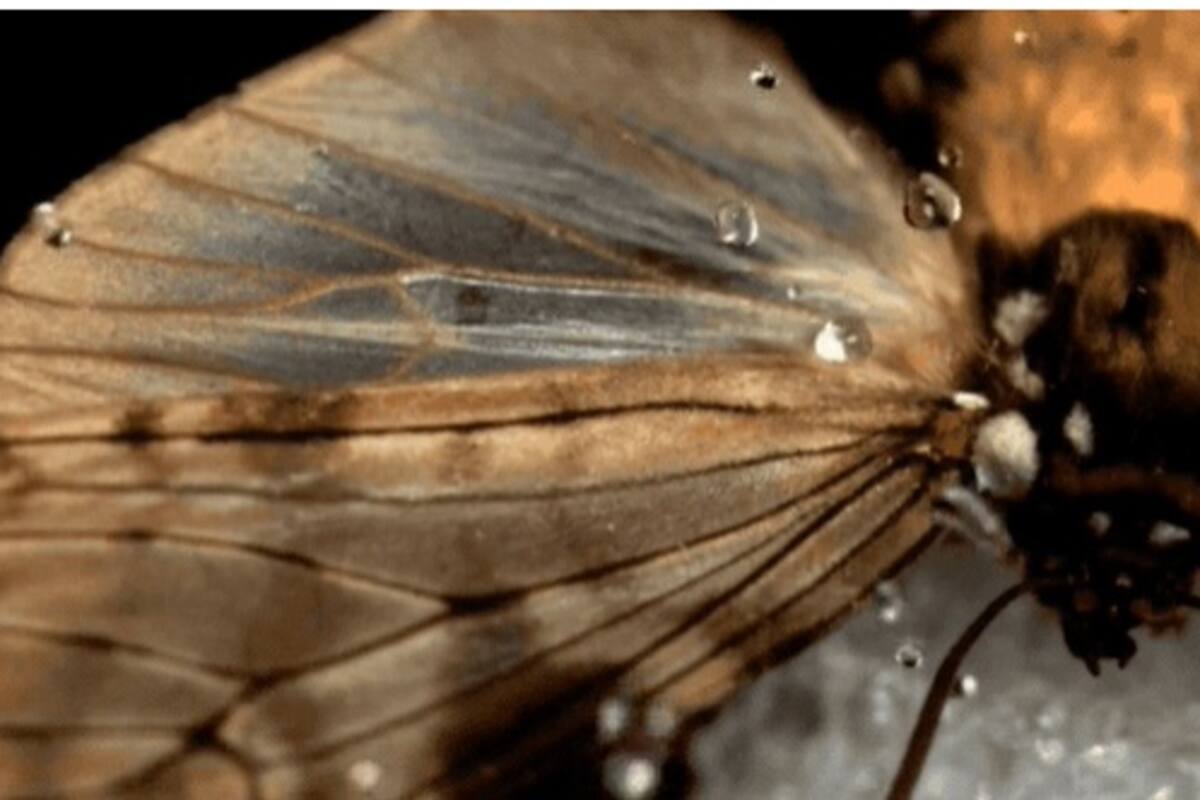 El secreto de las mariposas para sobrevivir al impacto de las gotas de lluvia