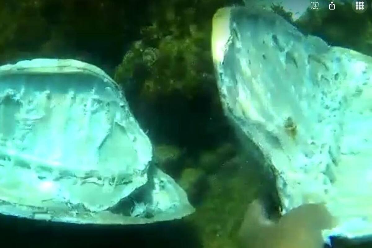 Captan tortugas marinas destazadas tras pesca furtiva a 60 km de Bahía de Kino