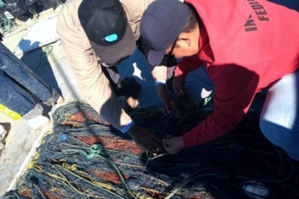 Investigan agresión a buque de Sea Shepherd en el Alto Golfo