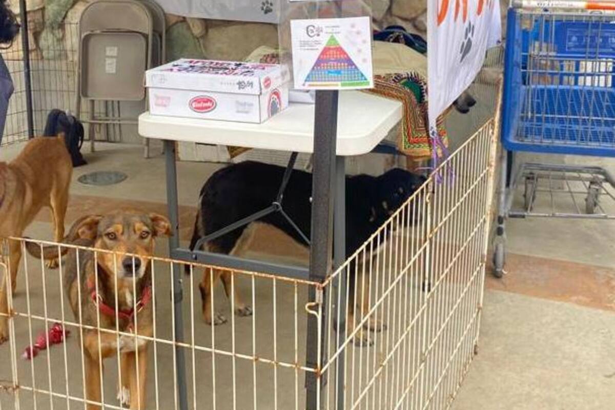 Promueven adopción responsables de mascotas