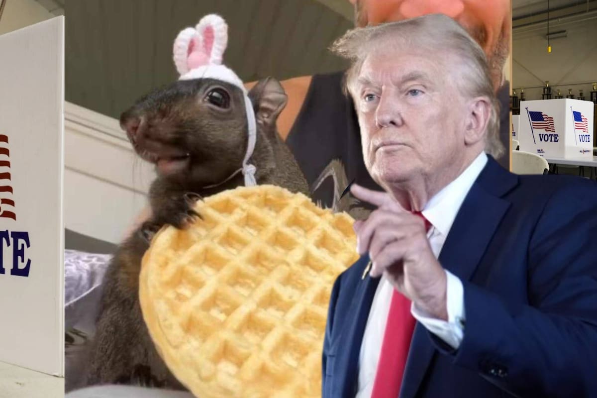 Trump explota a la ardilla Peanut mientras en EU buscan dónde votar en elecciones