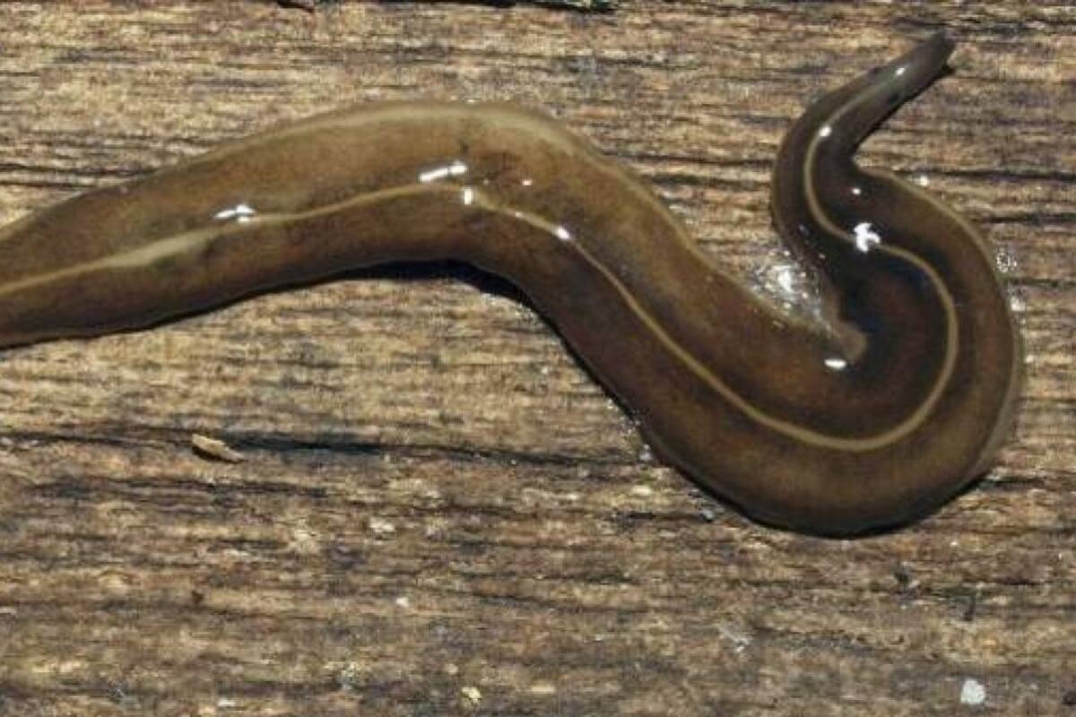 Descubren un raro gusano que se mantiene vivo aunque lo corten cientos de veces