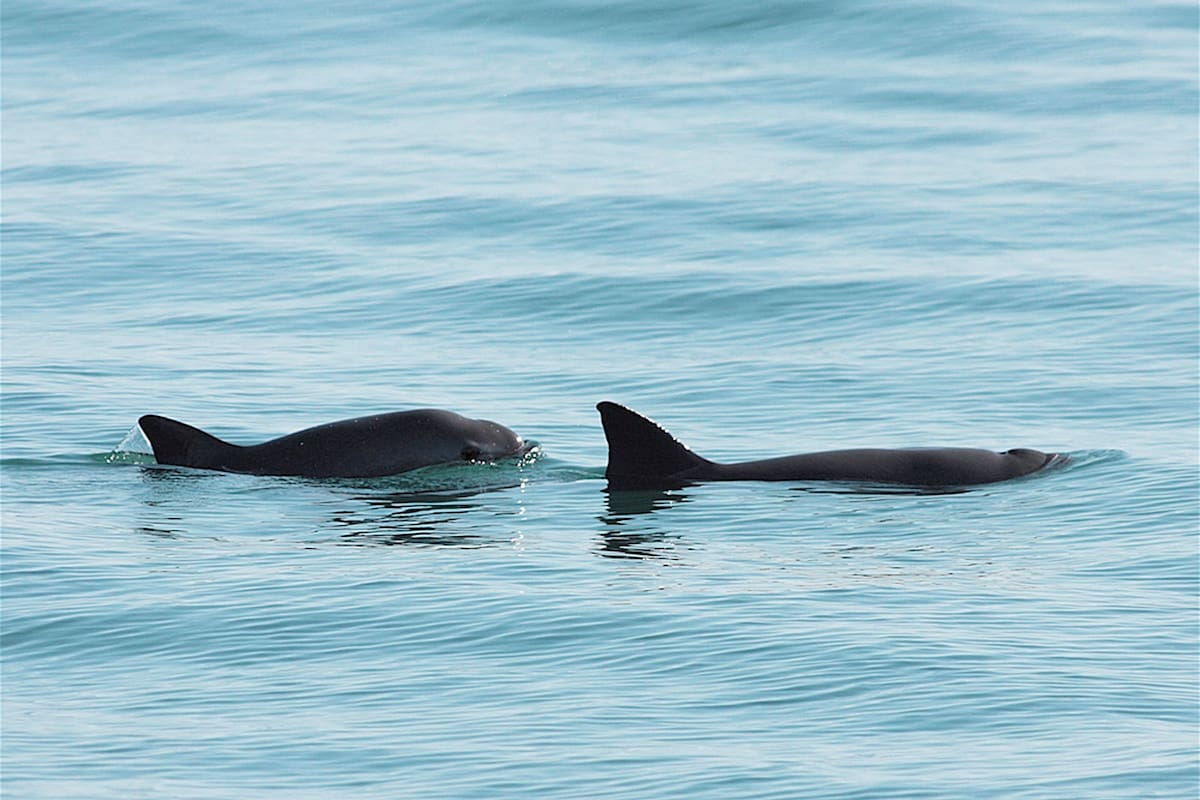 Avistan hasta 10 vaquitas marinas en el Alto Golfo, incluyendo una cría y una hembra posiblemente preñada