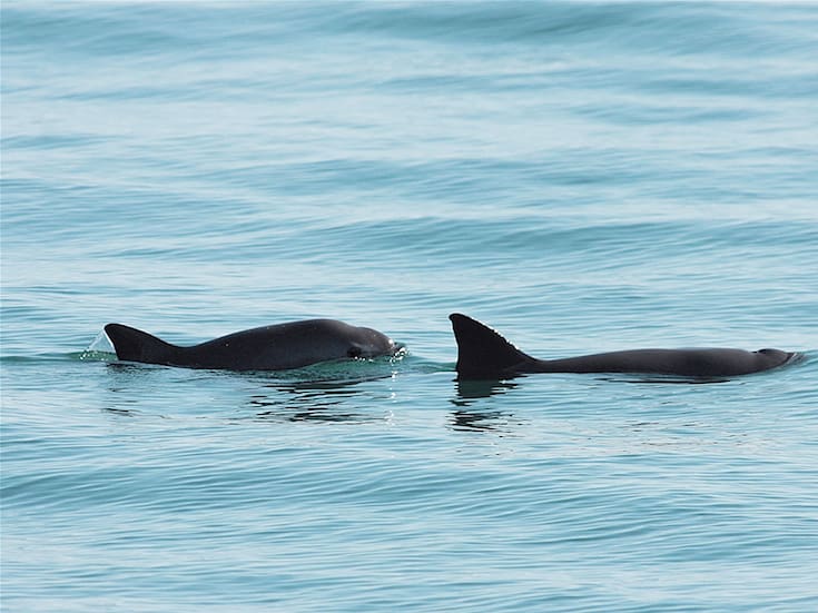 Avistan hasta 10 vaquitas marinas en el Alto Golfo, incluyendo una cría y una hembra posiblemente preñada
