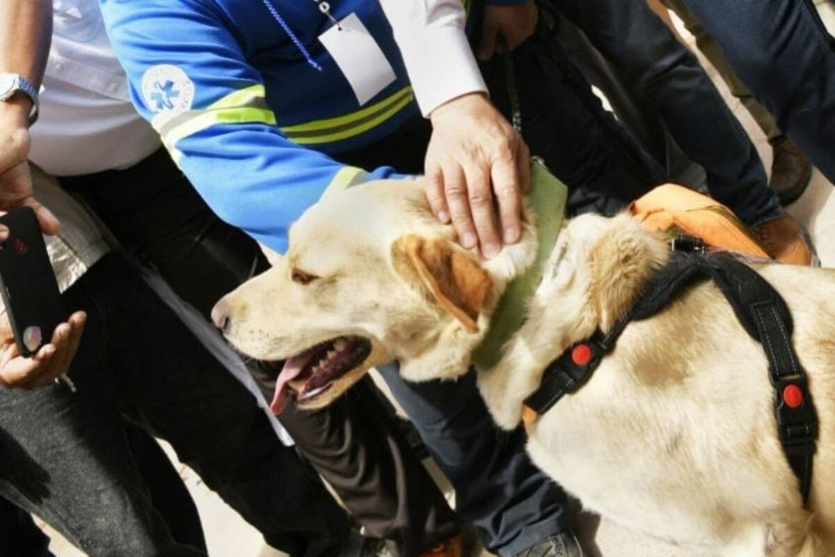 Veterinarias públicas para atender animales de la calle, propone Alfonso Durazo
