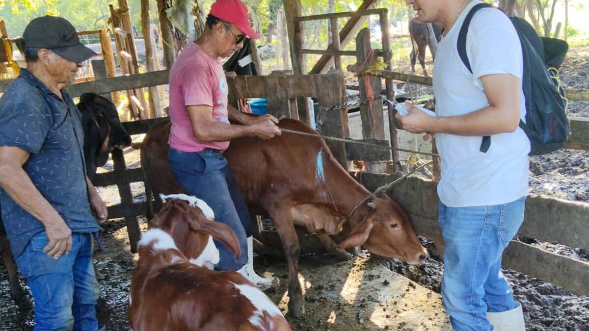 El gusano barrenador del ganado reaparece en Tamaulipas tras una alerta veterinaria y activa protocolo de contención del Senasica