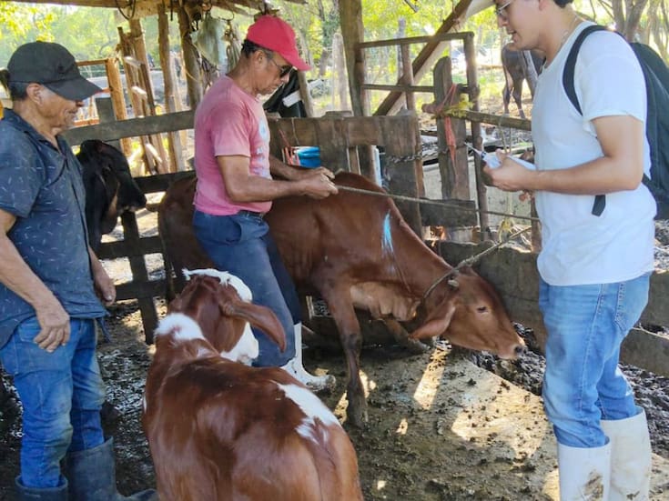 El gusano barrenador del ganado reaparece en Tamaulipas tras una alerta veterinaria y activa protocolo de contención del Senasica