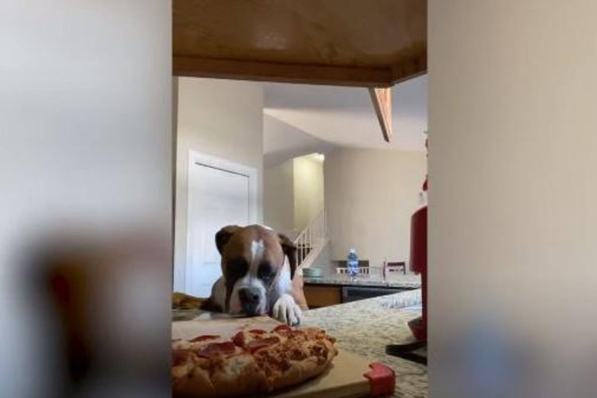VIRAL: Perro intenta "robarse" una pizza