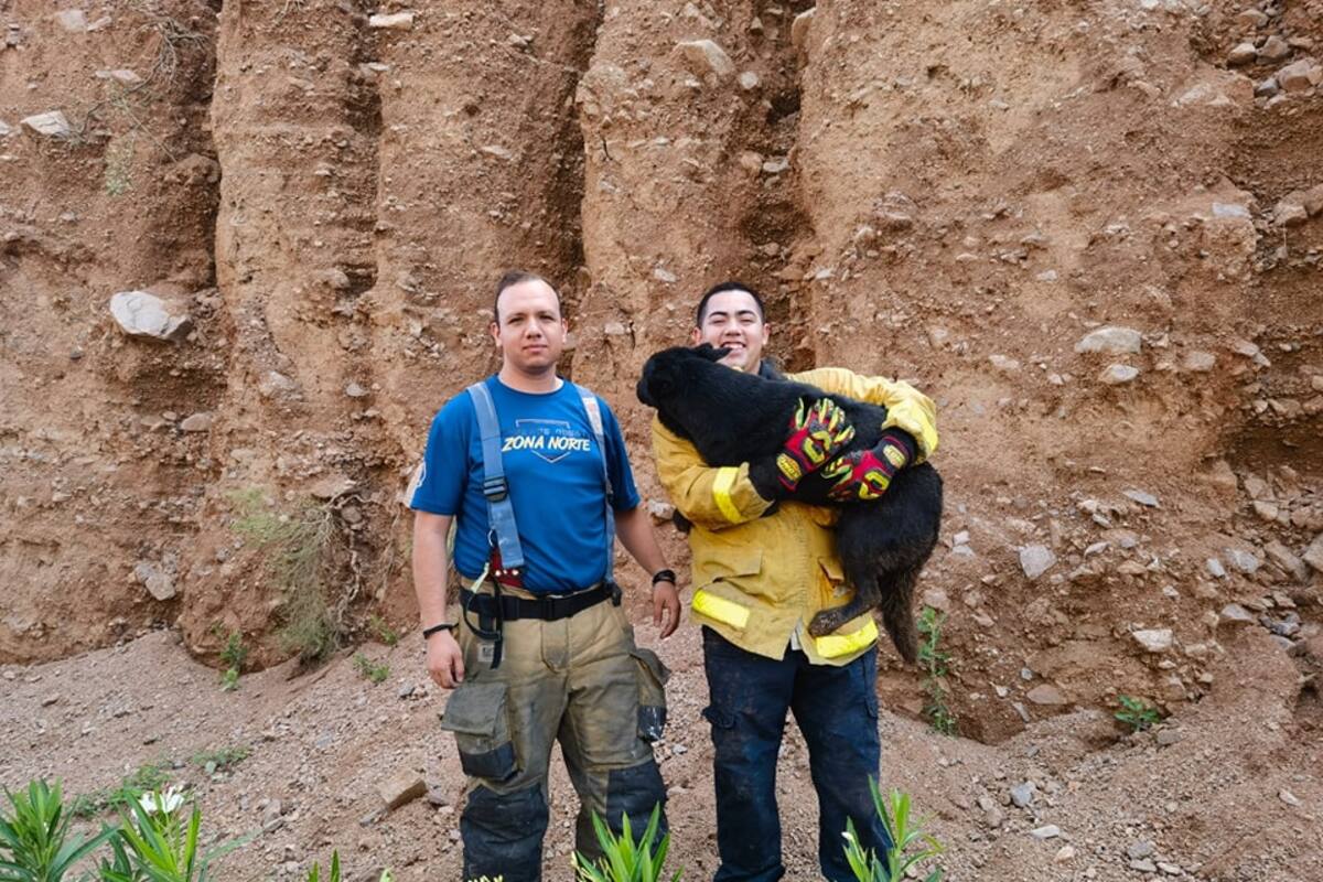 Rescatan Bomberos a “lomito” atrapado  extrañamente en la grieta de un cerro