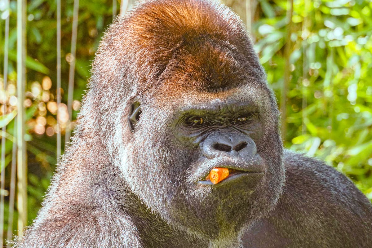 ¿Cuál es el primate más grande del mundo, según National Geographic?