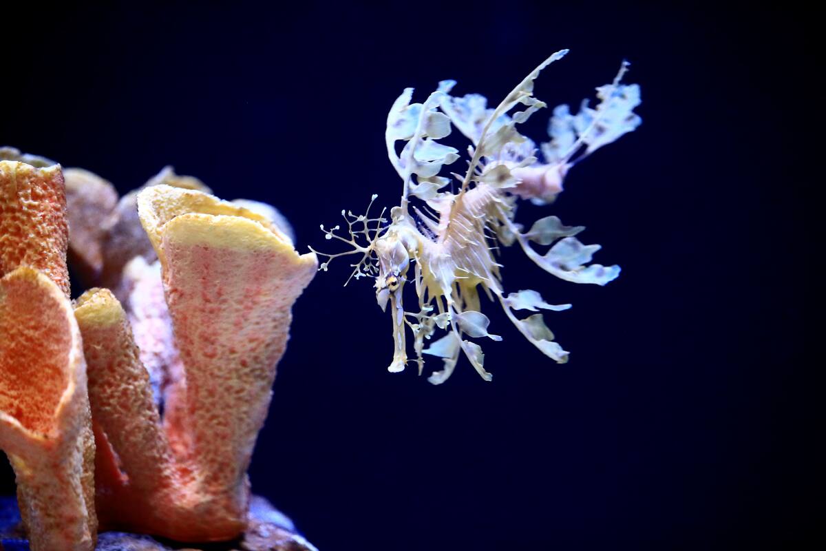 Dragones de mar debutan en acuario del Sur de California