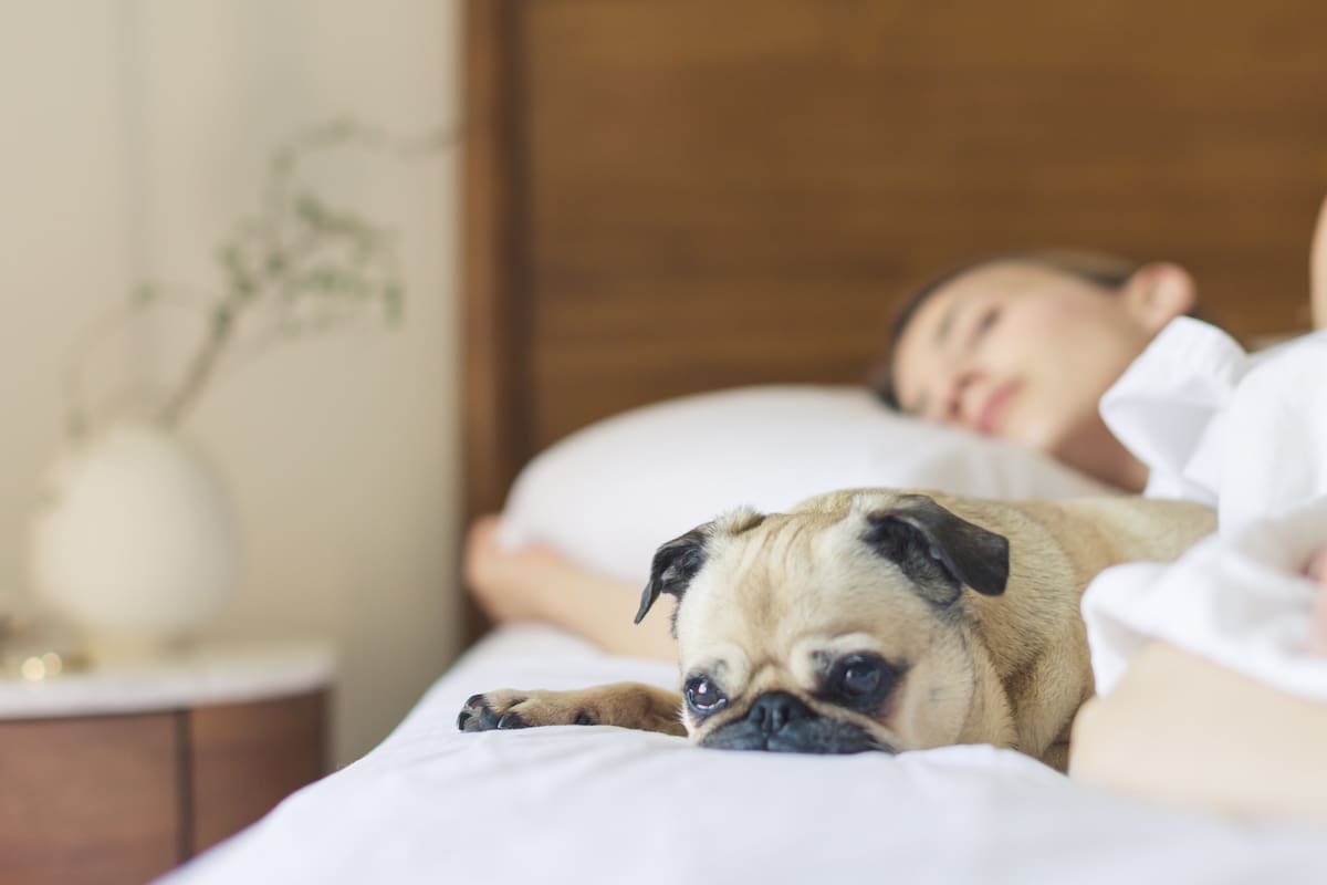 ¿Cuáles son los efectos en el cuerpo de tomar una siesta de media hora todos los días?