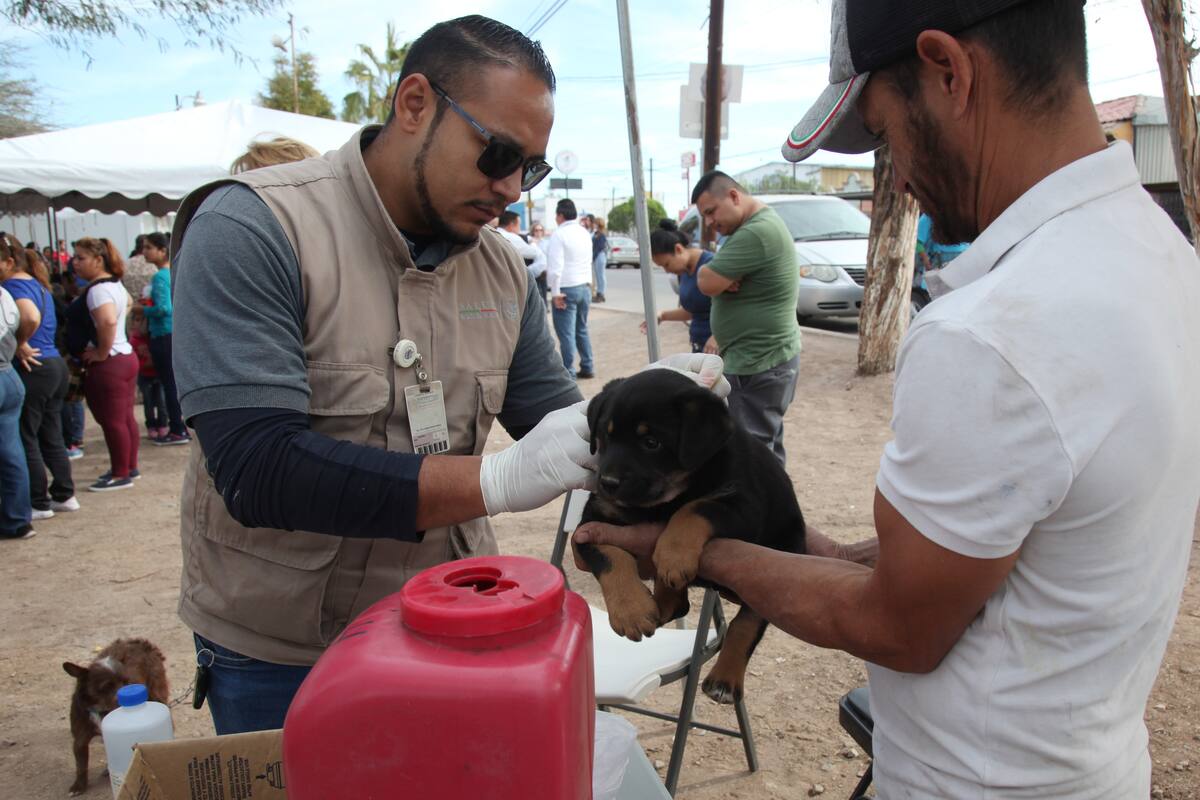 Aplicarán vacuna antirrábica en varias zonas de la ciudad