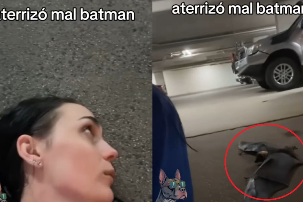 Se grababa acostada en el asfalto y un murciélago gigante aterriza a su lado: el video se volvió viral
