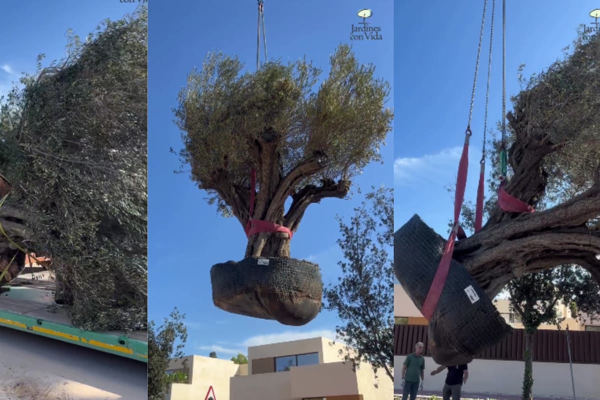 Un olivo de 500 años y seis toneladas cambia de hogar para convertirse en el centro de un jardín privado tras un traslado que exigió maquinaria pesada y maniobras a 50 metros de la casa