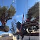 Un olivo de 500 años y seis toneladas cambia de hogar para convertirse en el centro de un jardín privado tras un traslado que exigió maquinaria pesada y maniobras a 50 metros de la casa