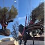Un olivo de 500 años y seis toneladas cambia de hogar para convertirse en el centro de un jardín privado tras un traslado que exigió maquinaria pesada y maniobras a 50 metros de la casa