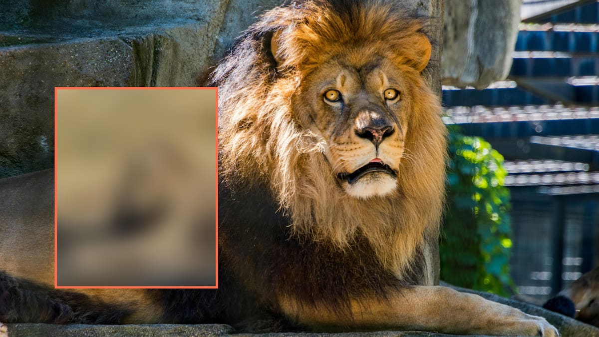 “No puedo creerlo, ya tenemos leones calvos”: felino pierde su melena y arrasa en redes