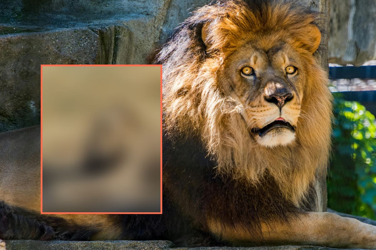 “No puedo creerlo, ya tenemos leones calvos”: felino pierde su melena y arrasa en redes