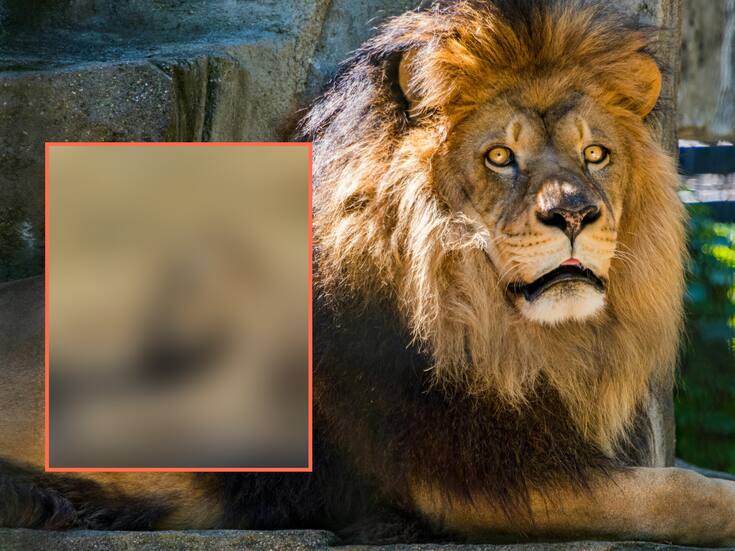 “No puedo creerlo, ya tenemos leones calvos”: felino pierde su melena y arrasa en redes