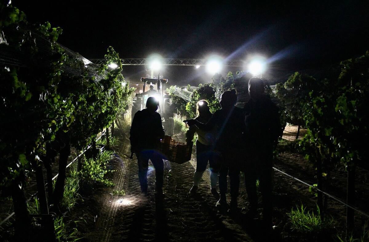 El diplomado en elaboración de vino del Cevit va dirigido a todo aquel que desee aprender a producir un buen vino.