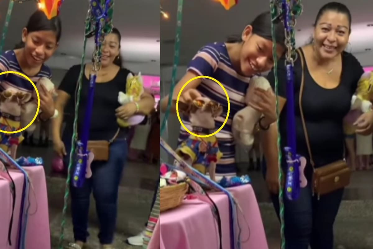 “Se llama Junior y es modelo”: Perrito causa sensación al posar como modelo de los productos que vende su dueña en su puesto