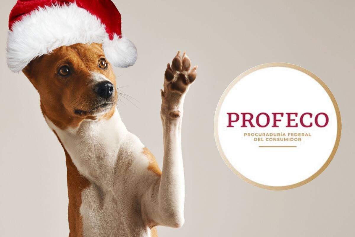 Esto cuesta dejar a tu mascota en una pensión en México, según Profeco