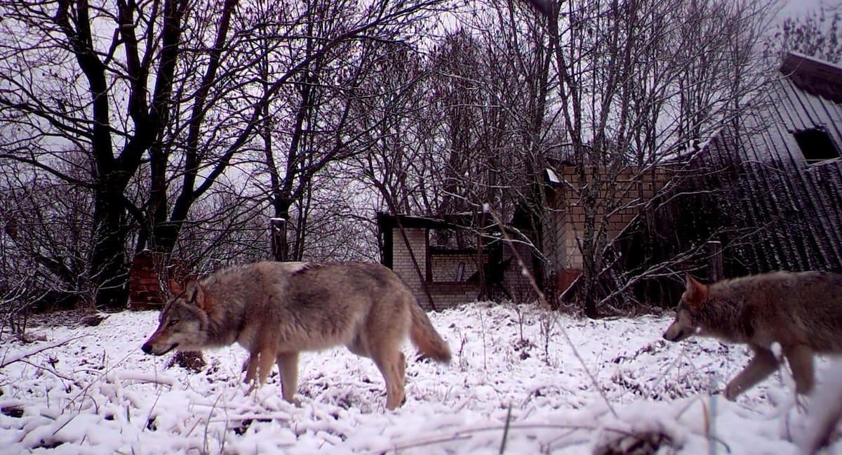 Los lobos deambulan libremente dentro de la zona de exclusión alrededor del reactor nuclear de Chernobyl. (REUTERS)
