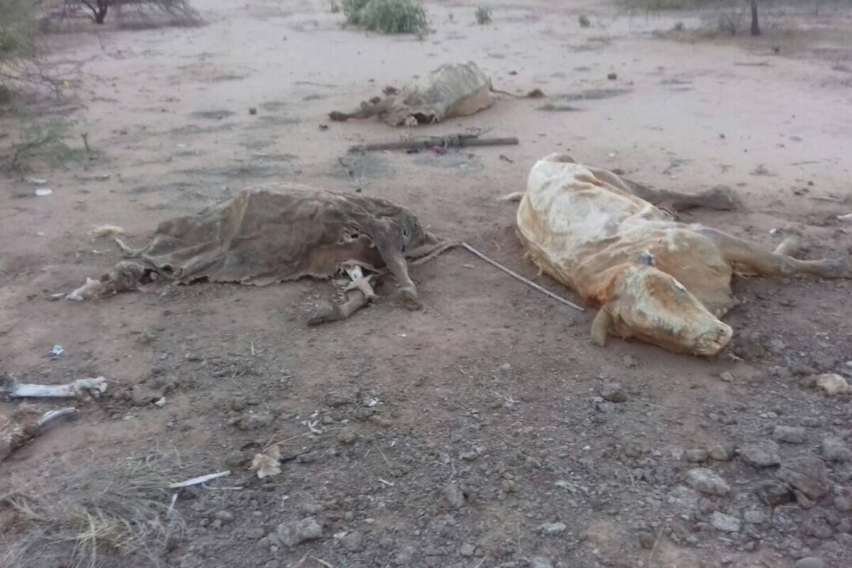 VIDEO: Muere ganado por sequía y productores claman ayuda