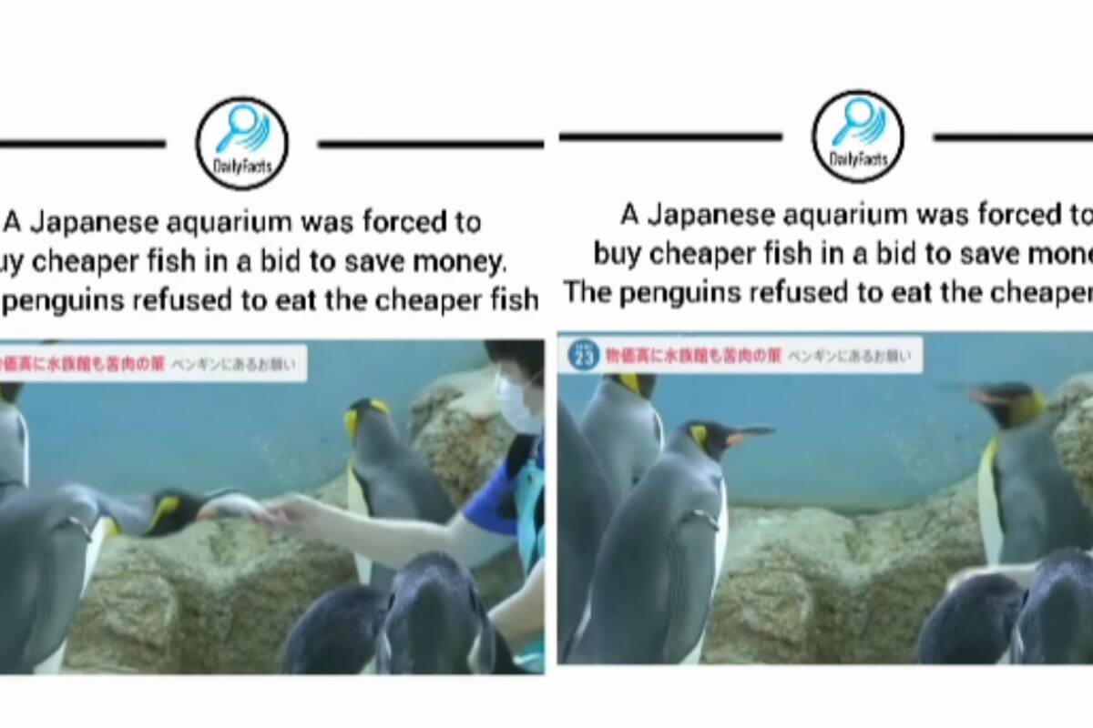 Pingüinos japoneses se vuelven virales al rechazar pescado barato, tirándolo con sus picos