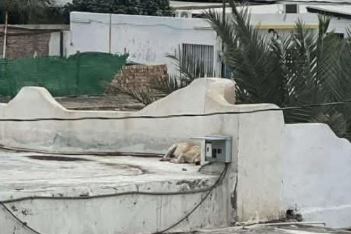 Pese a nuevo Reglamento de Bienestar Animal, persisten casos de maltrato en San Luis Río Colorado