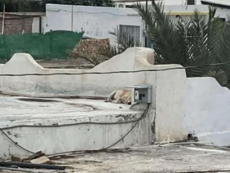 Pese a nuevo Reglamento de Bienestar Animal, persisten casos de maltrato en San Luis Río Colorado