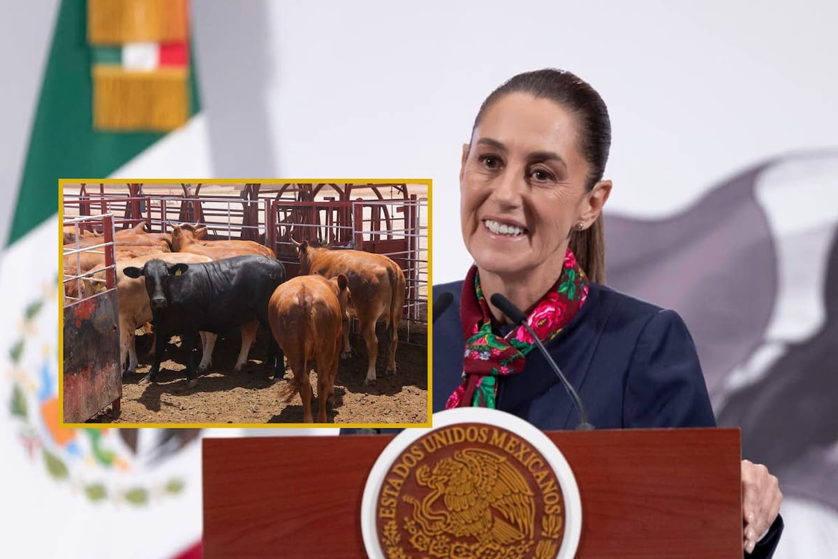 Apoyo a ganaderos arrancará la próxima semana: Sheinbaum