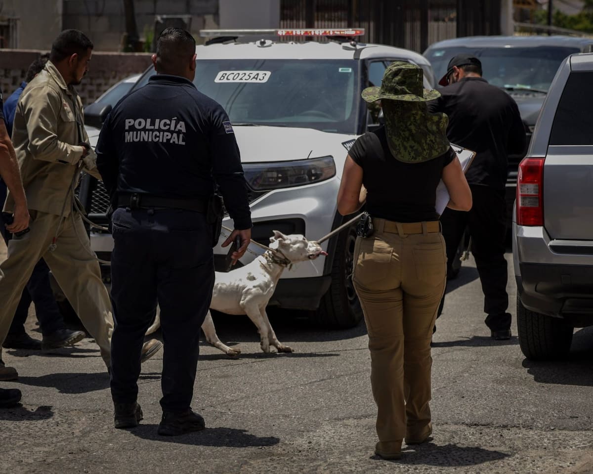 Personal de la Fiscalía General del Estado y del Centro Municipal de Control Animal (CEMCA) interviene en un domicilio de la colonia Segunda Sección de Mexicali tras el reporte de ataques de un perro de raza pitbull contra un menor de edad y un adulto. (Foto: Javier Gallegos)