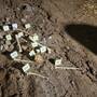 Niña de 6 años encuentra restos oseos mientras jugaba en un lote baldío de la colonia Barrio Pasadina