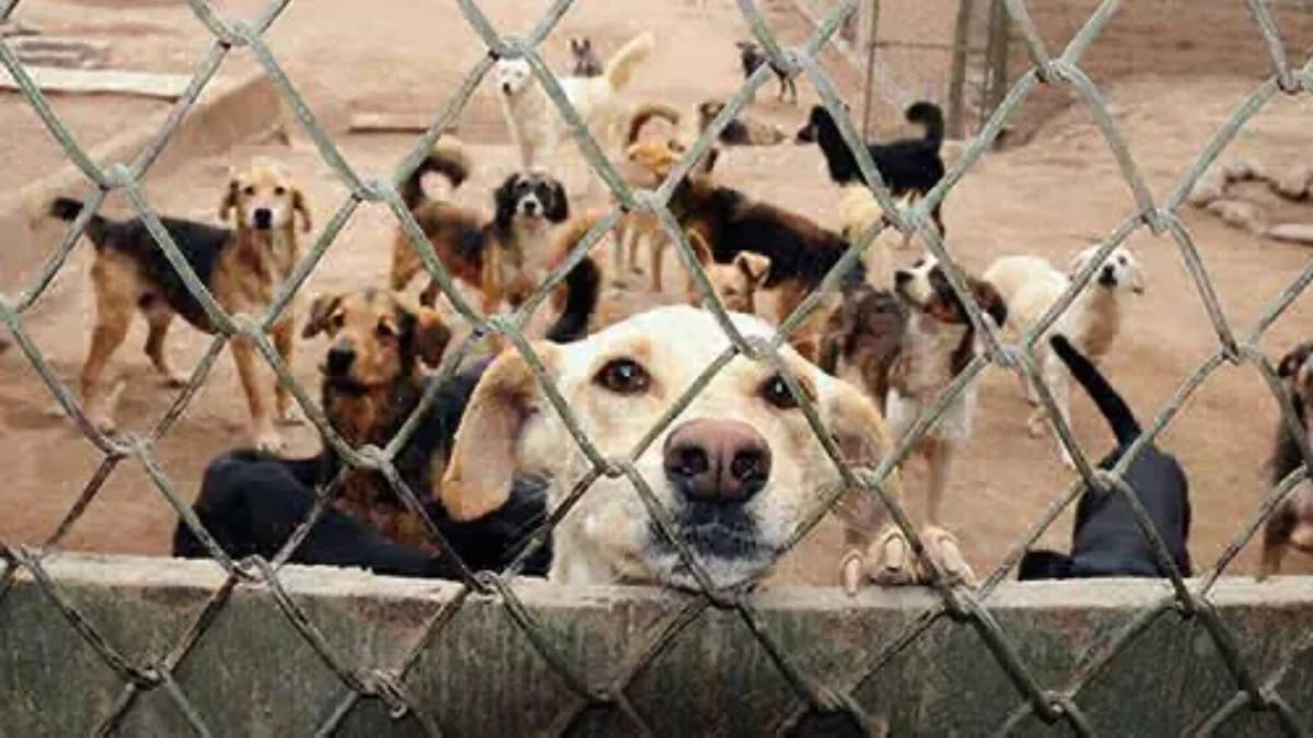 Albergue animal pide protección en Edomex contra extorsión y amenazas / Foto: Especial