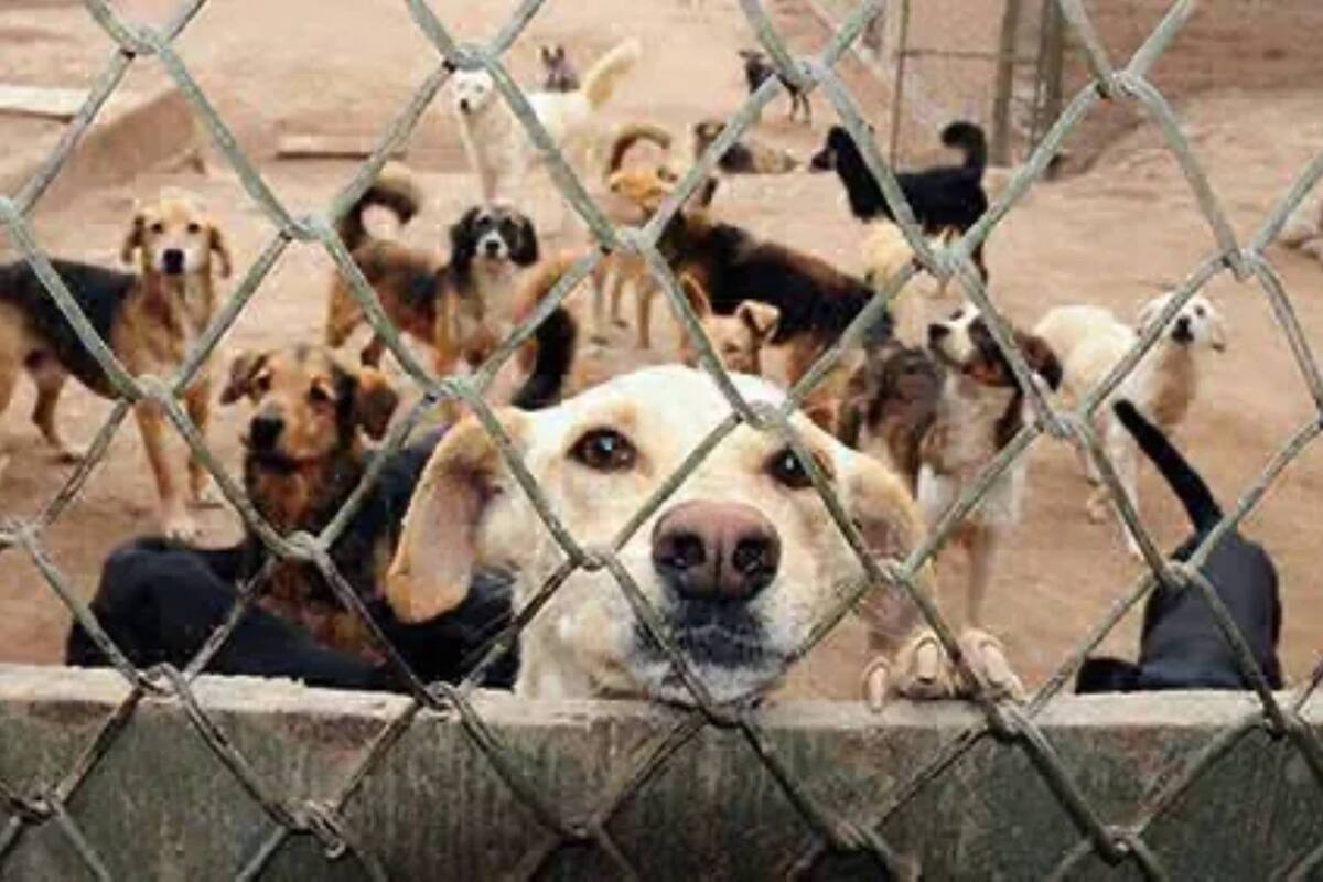 Albergue animal pide protección en Edomex contra extorsión y amenazas